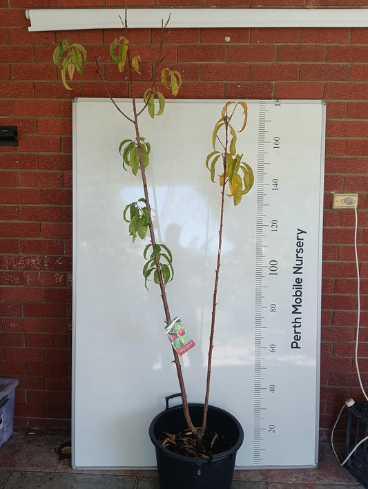 2 Way Grafted Nectarine Goldmine and Maygrand Perth