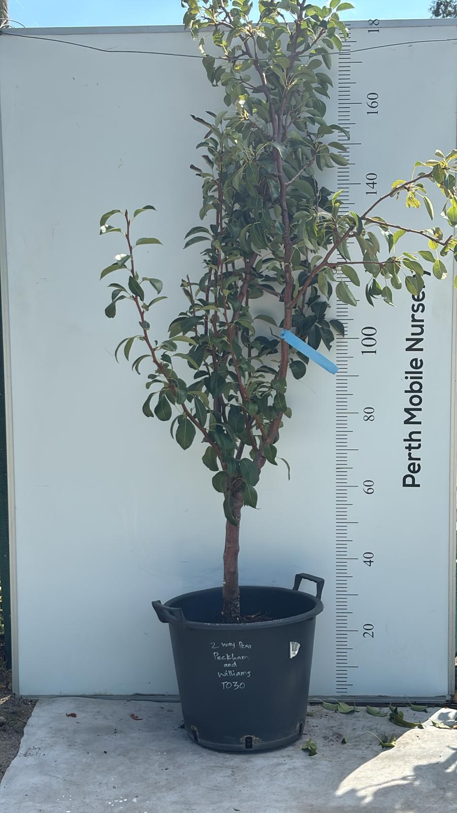 Pear Tree 2 Way