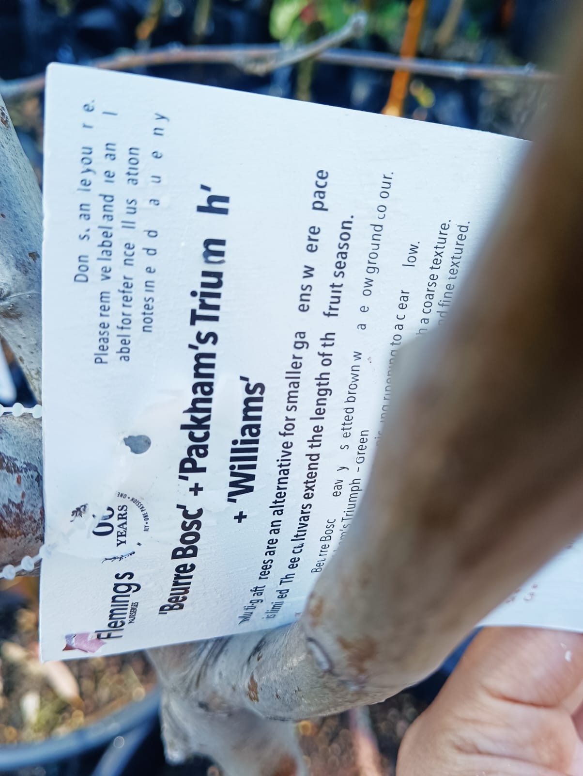 Pear Tree 2 Way Perth