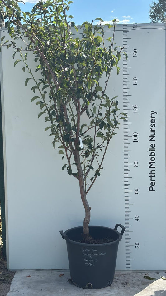 3 Way Grafted Pear Fruit Tree