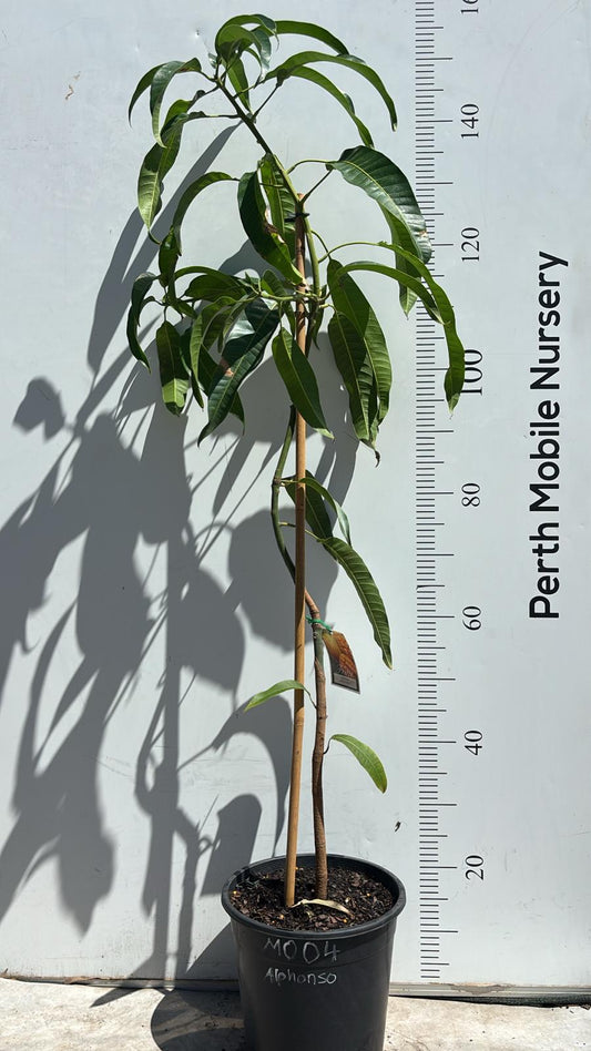 Mango Alphonso Fruit Tree