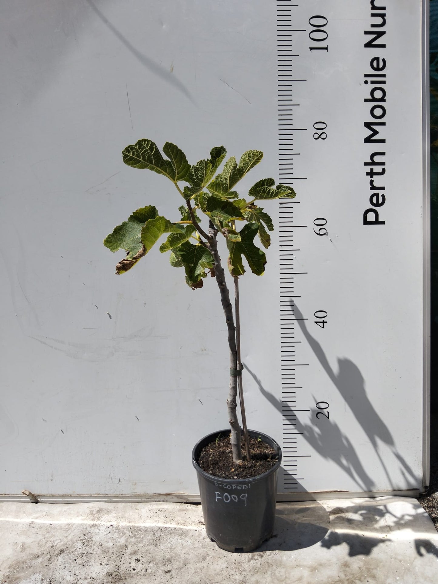 Black Copedi Fig Tree