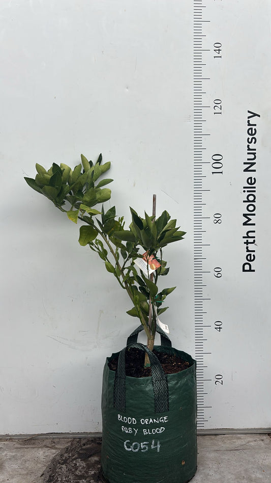 Blood Orange Fruit Tree