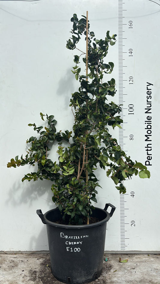 Fruit Tree Brazilian Cherry
