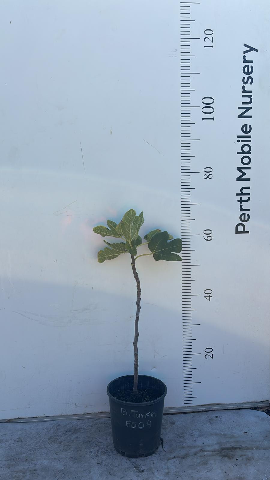 Fig Tree Brown Turkey