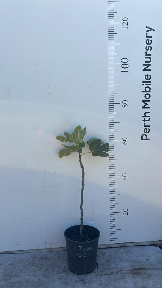 Fig Tree Brown Turkey