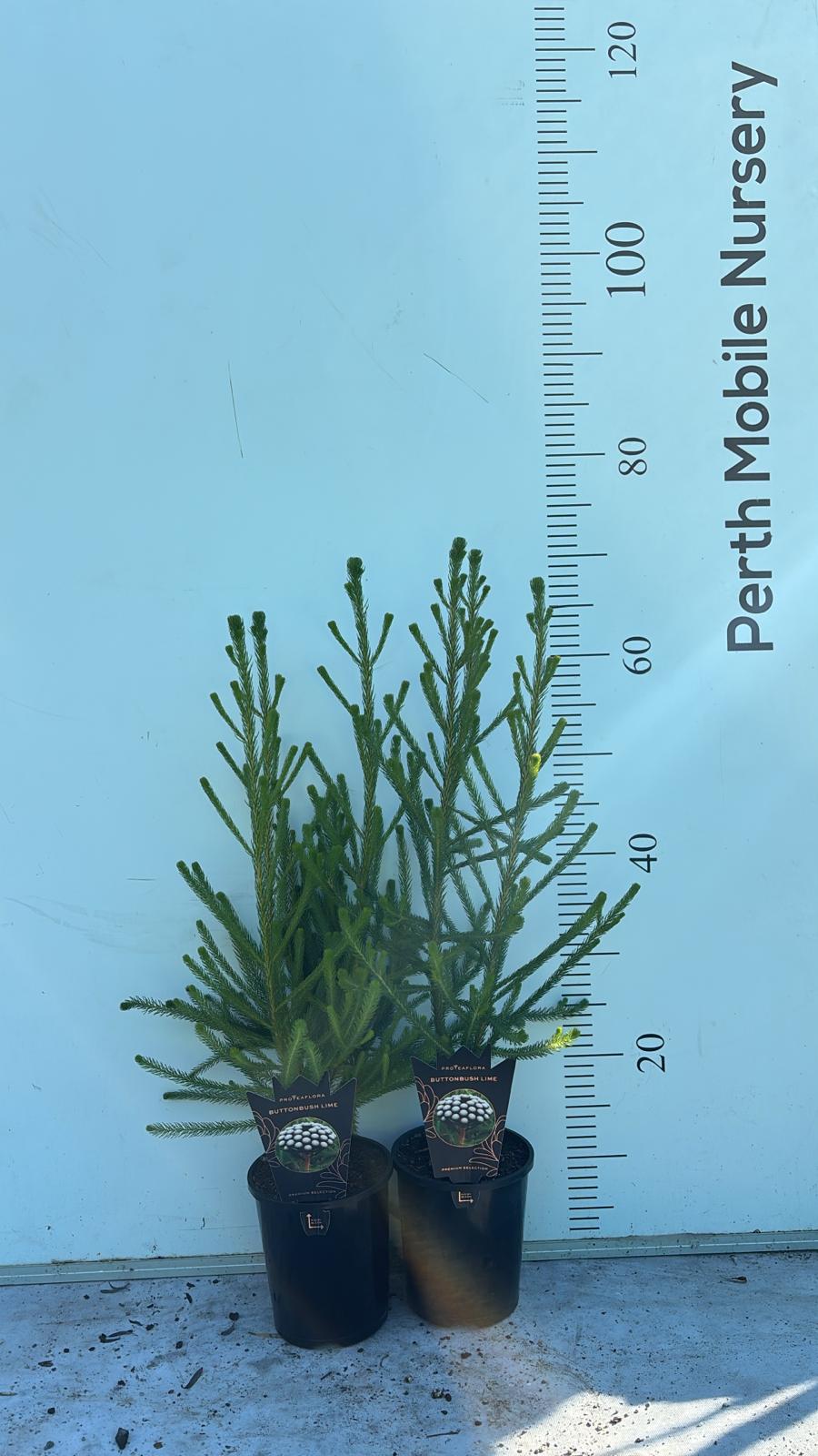 Brunia albiflora 'Lime'