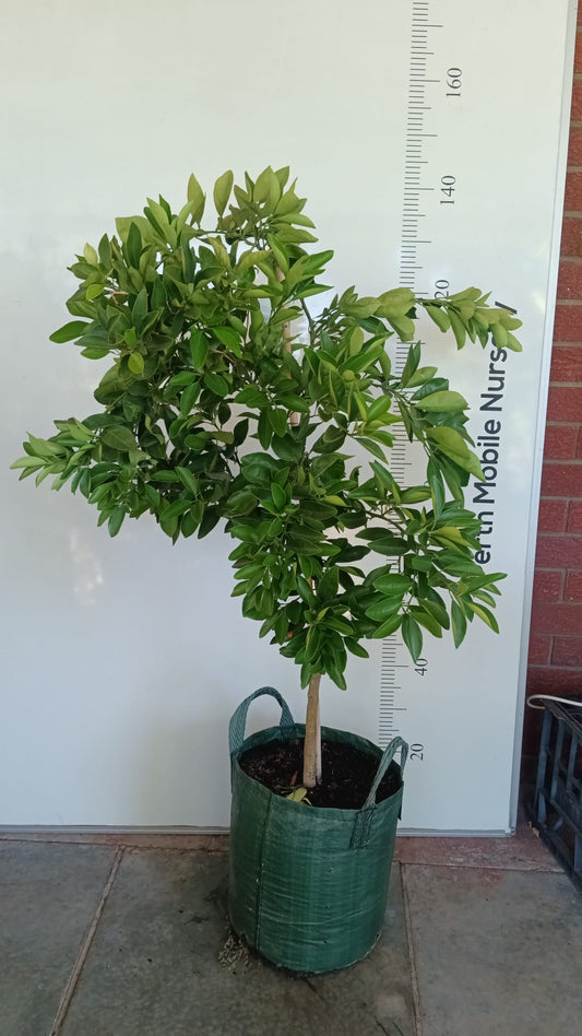 Cara Cara Navel Orange Perth