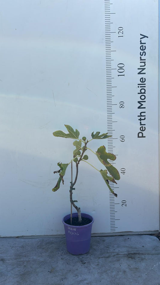 Celeste Sugar Fig Tree