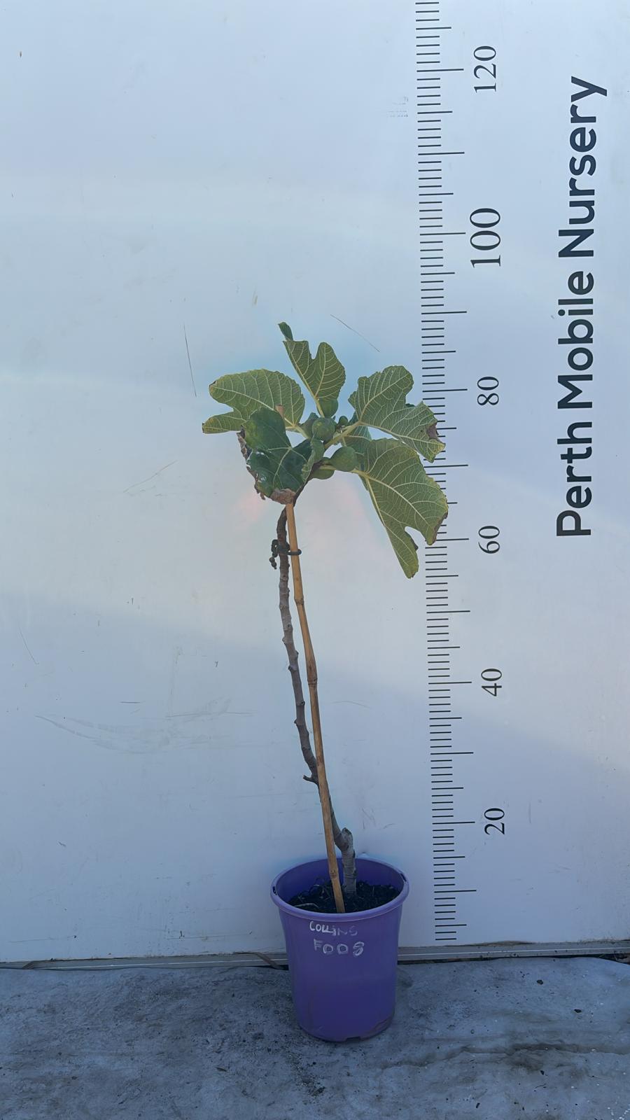 Fig Tree Collins White