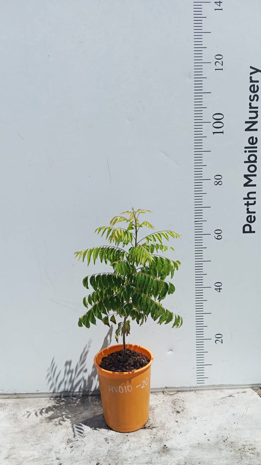 Curry Leaves Herbs Tree