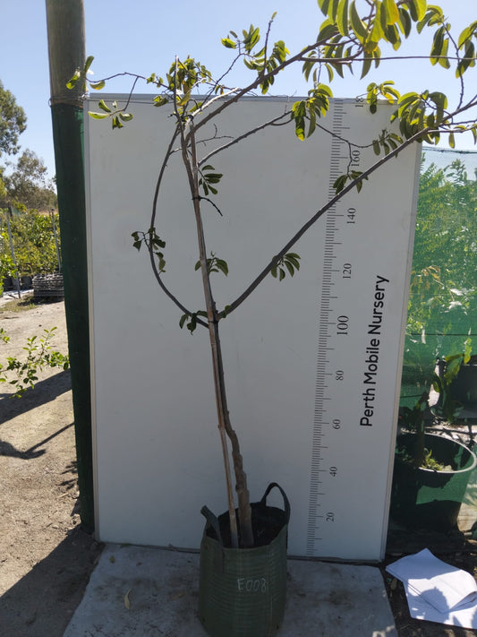 Custard Apple Sugar Apple Fruit Tree