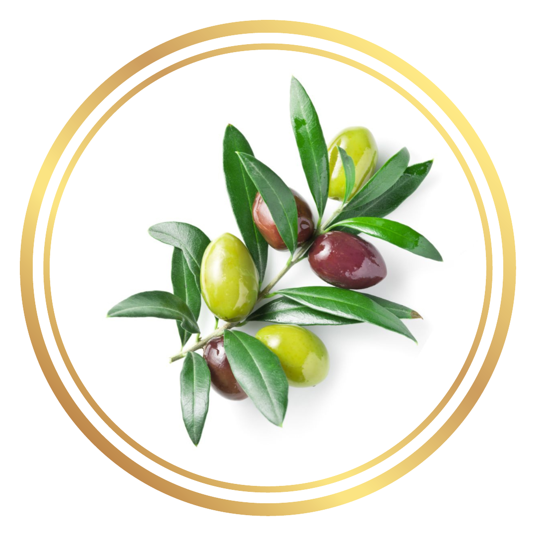 Dwarf Olive Tree