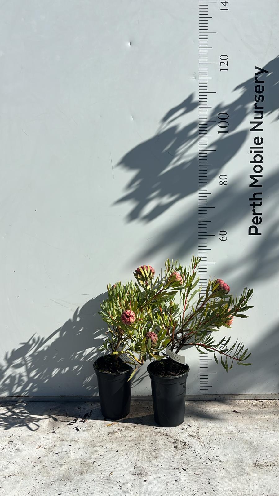 Protea effusa