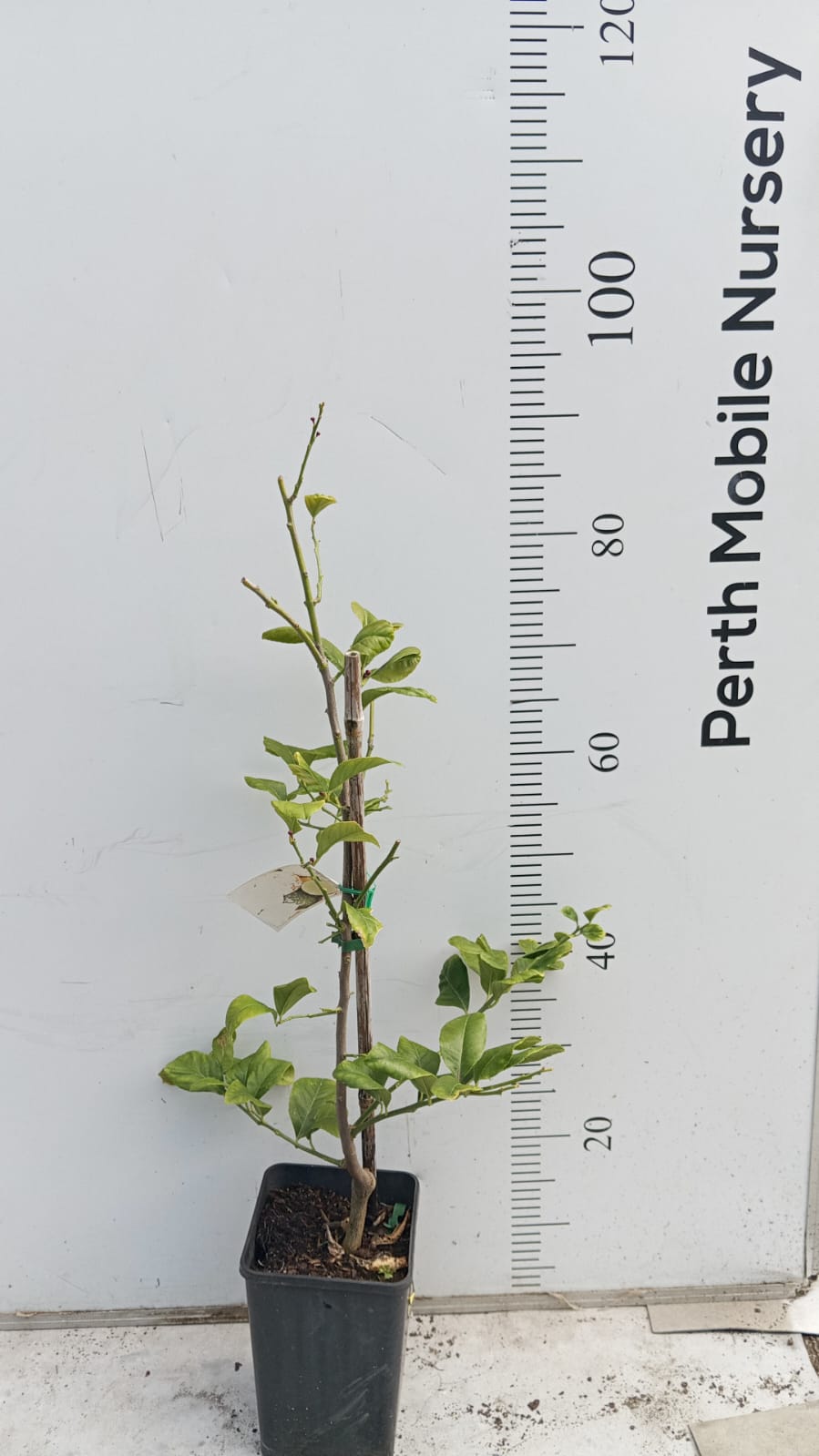 Seedless Eureka Lemon