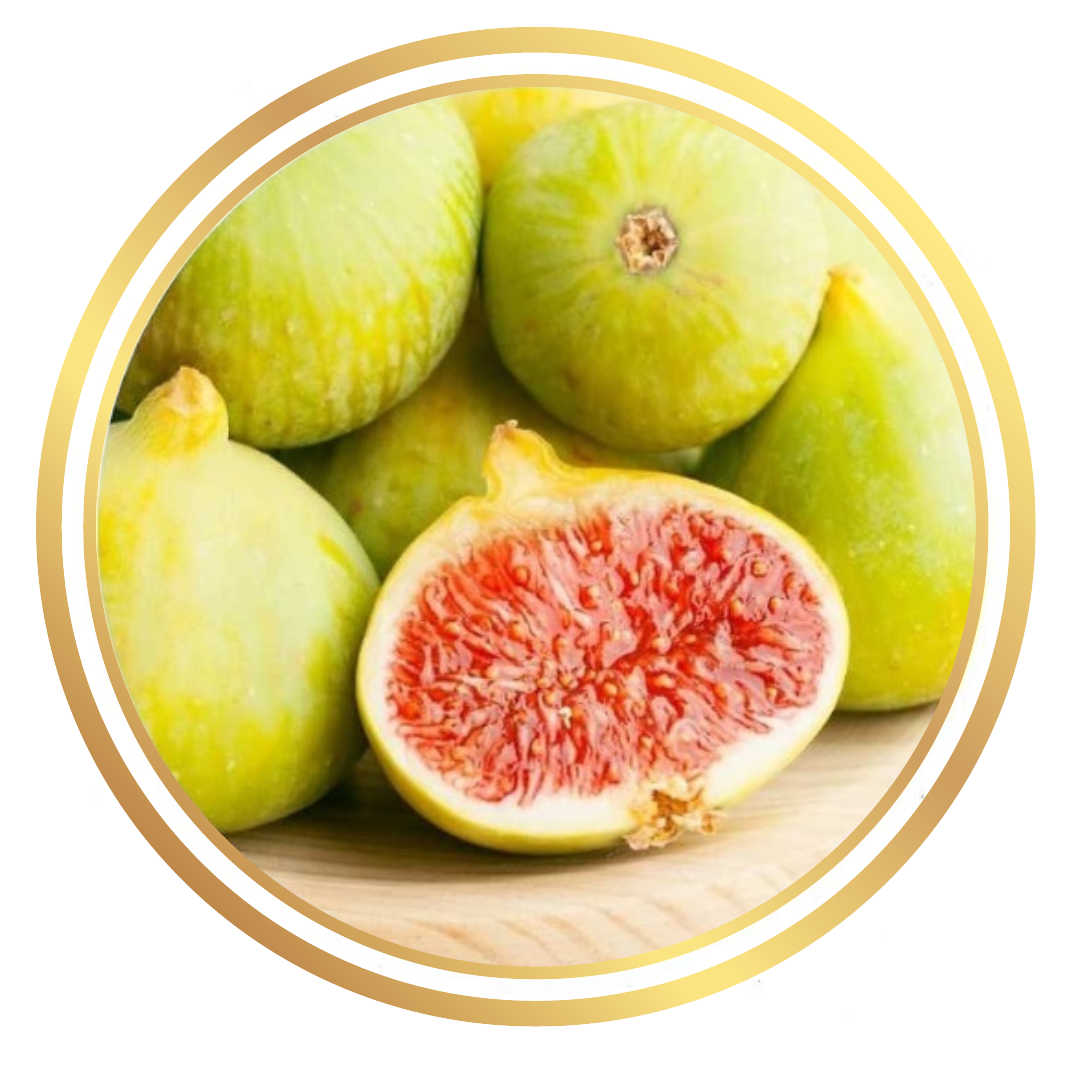 Fig Tree White Adriatic