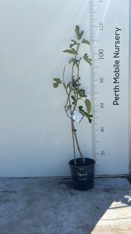 Fig Tree Tena