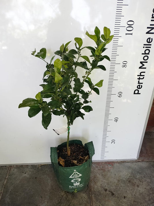 Semi Dwarf Fruit Tree Afourer Mandarin