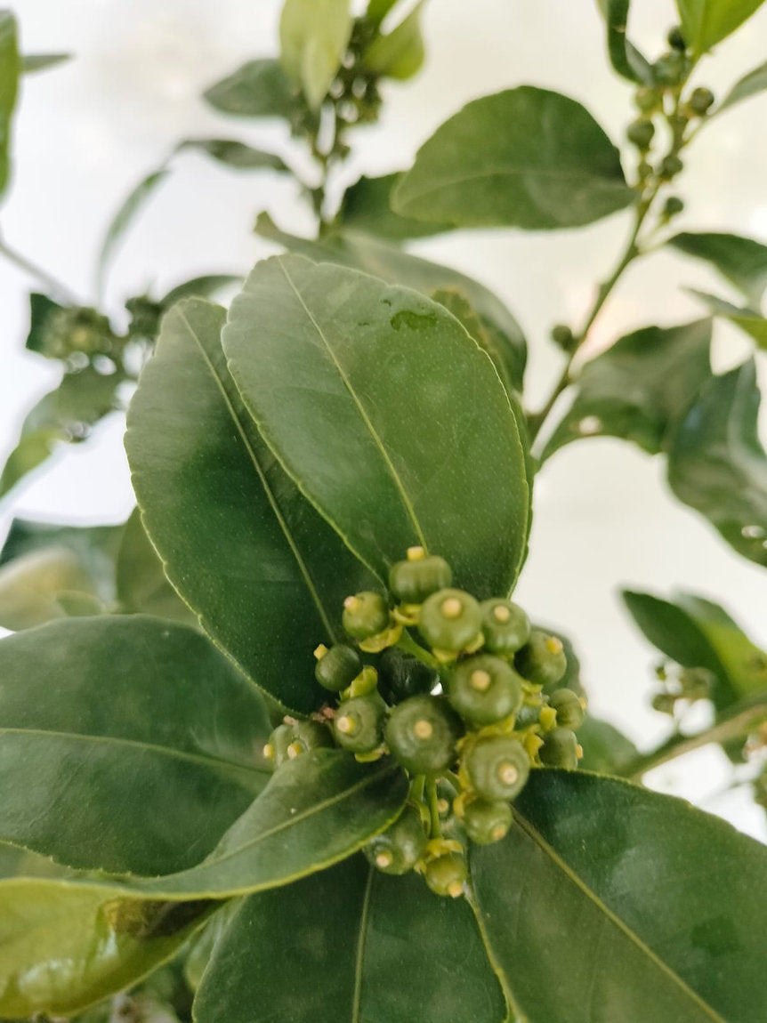Semi Dwarf Fruit Tree Afourer Mandarin