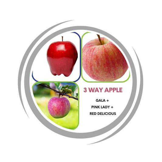 Apple Tree 3 way