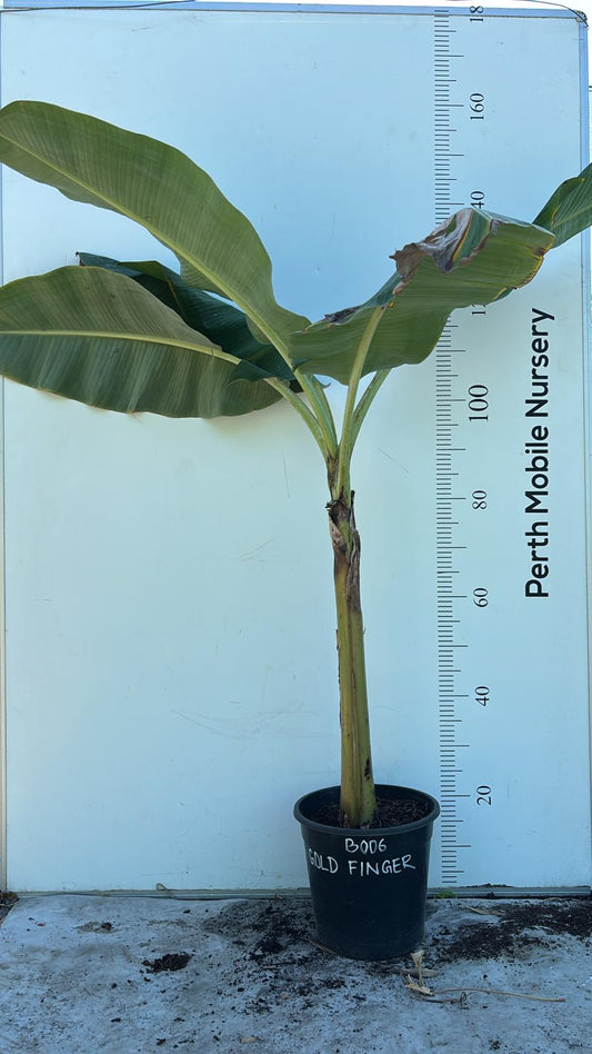 Banana Tree Goldfinger