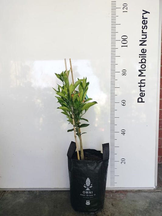 Imperial Mandarin and Cara Cara Orange Tree