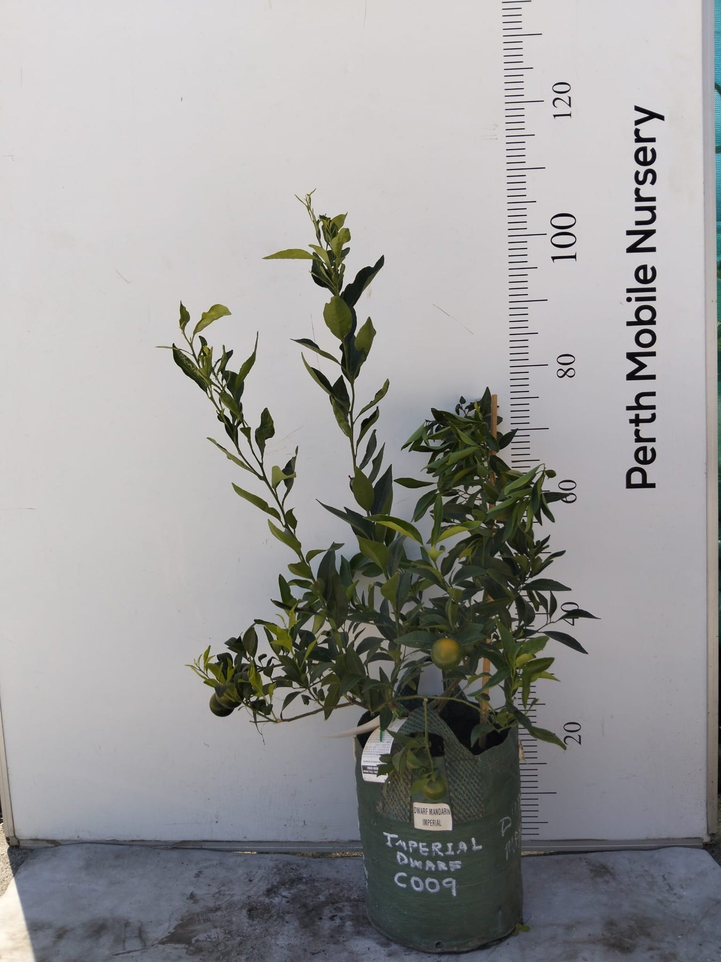 Imperial Mandarin Fruit Tree