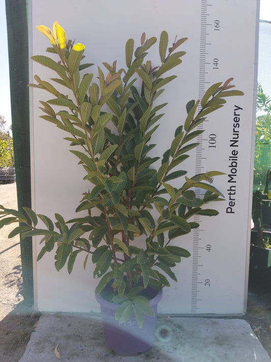 White Guava Fruit Tree