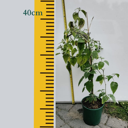 Cape Gooseberry Fruit Tree Perth