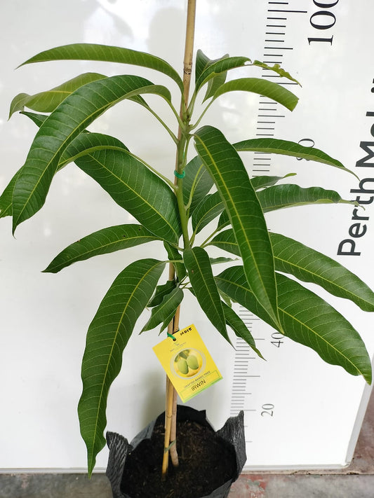 Irwin Mango Tree