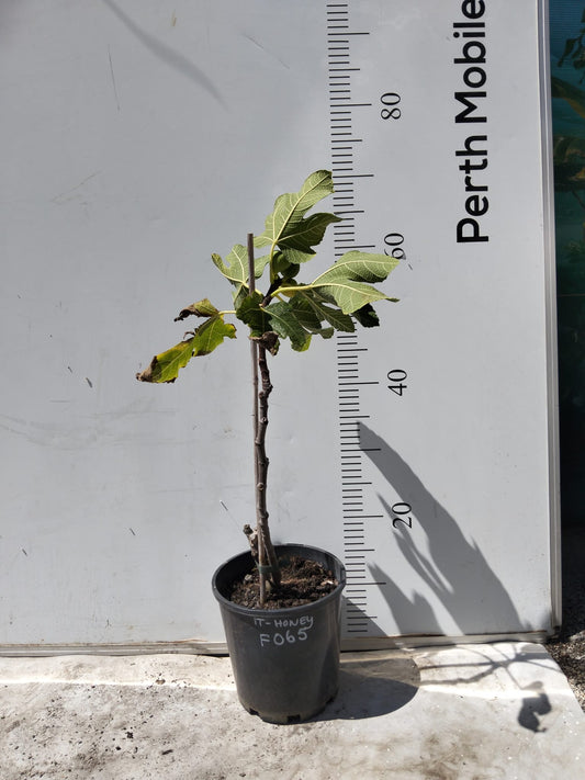 Fig Tree Italian Honey