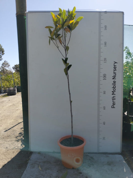 Jackfruit Tree Seed Grown