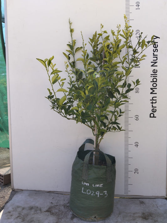 Jeruk Limo Lime Tree