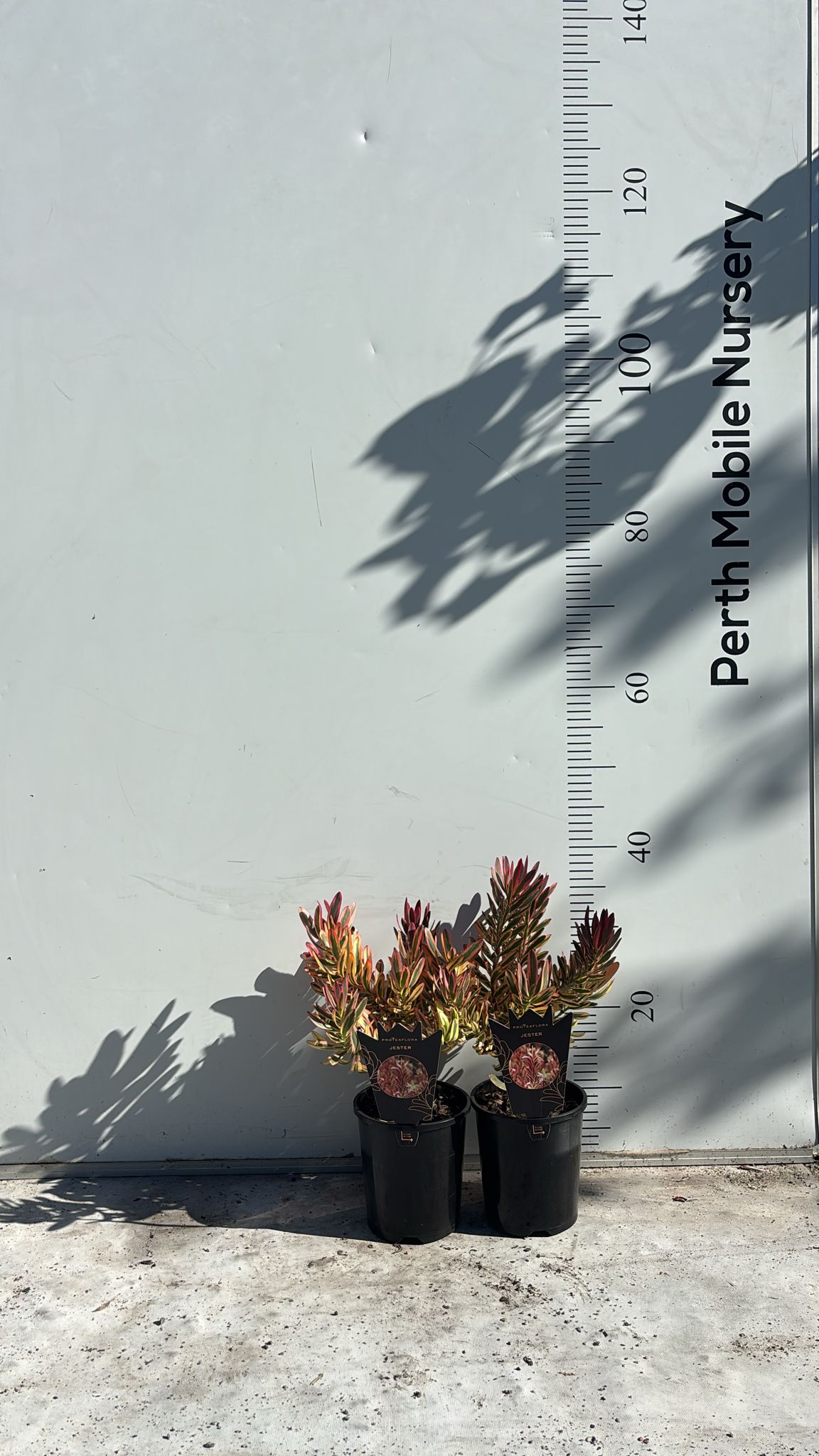 Leucadendron 'Jester'