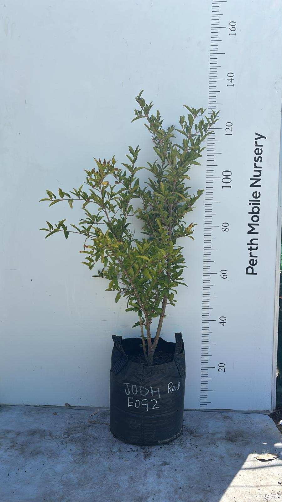 Pomegranate Jodhpur Red