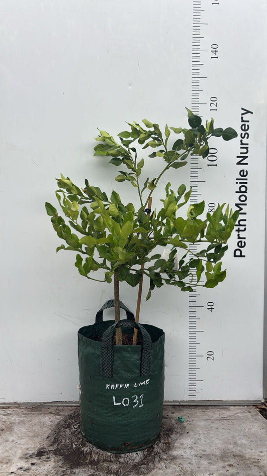Kaffir Lime Tree