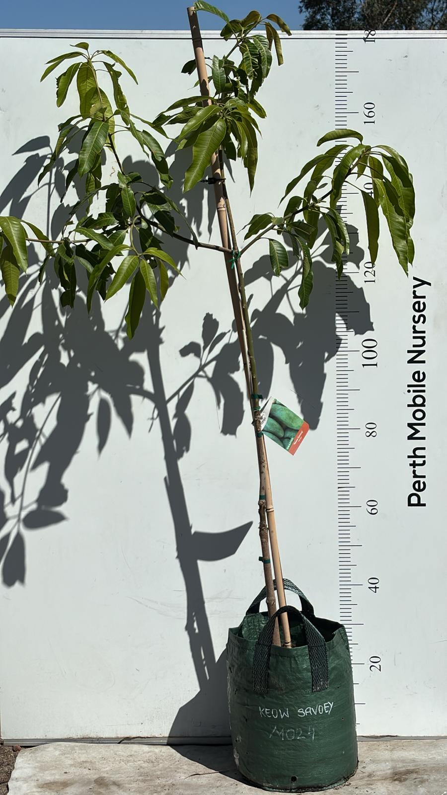 Keow Savoy Mango Tree