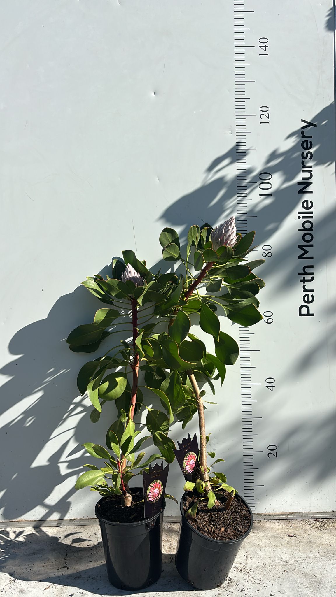 Protea King Pink