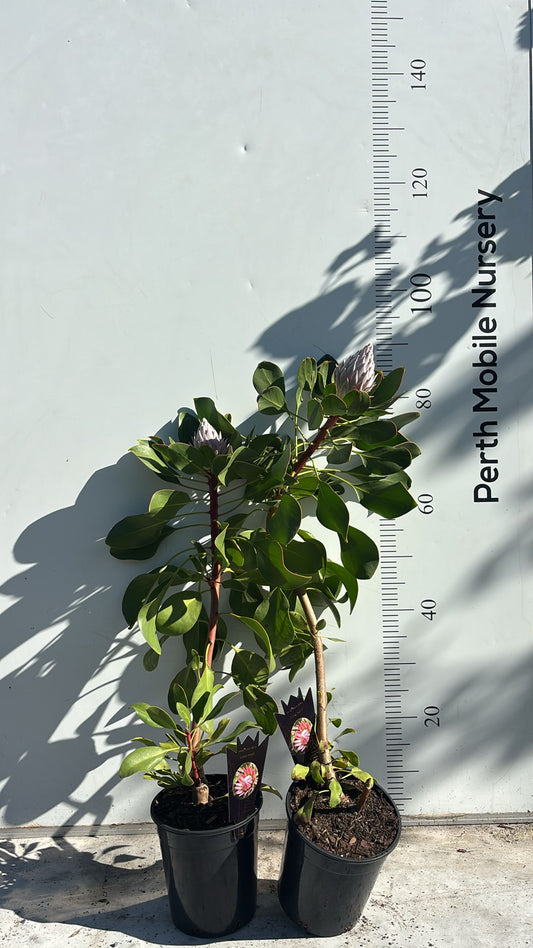 Protea King Pink