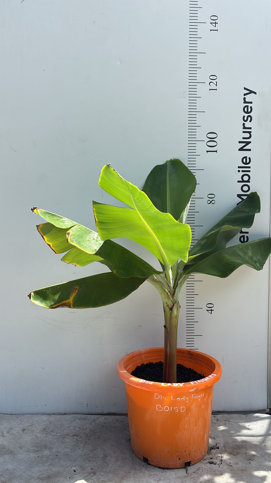 Lady Finger Banana Tree