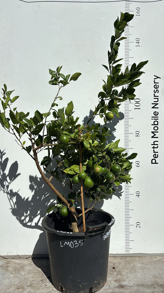 Citrus Fruit Tree Lemonade