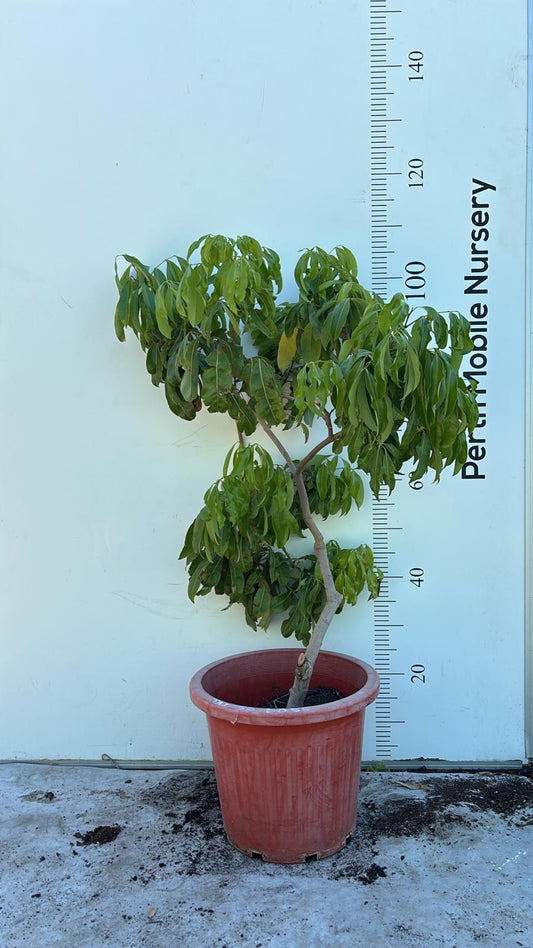 Lychee Tai So Fruit Tree