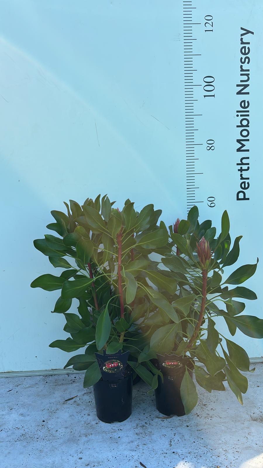 Protea 'Madiba'