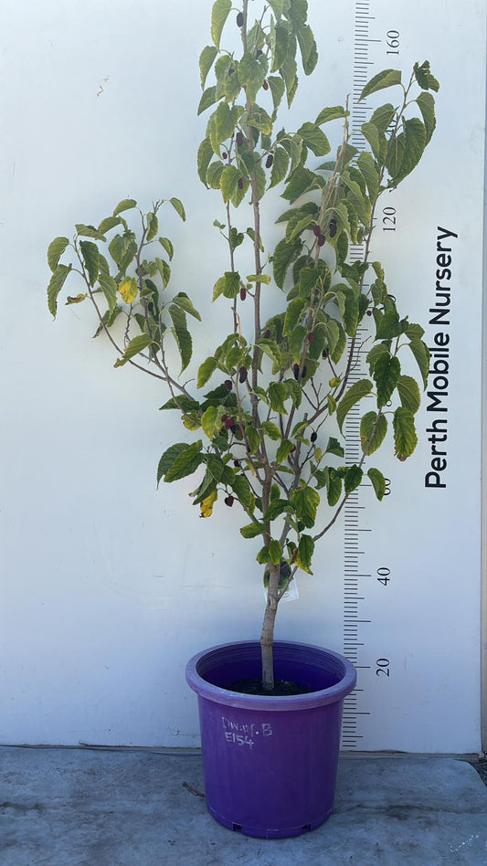 Dwarf Fruit Tree Black Mulberry