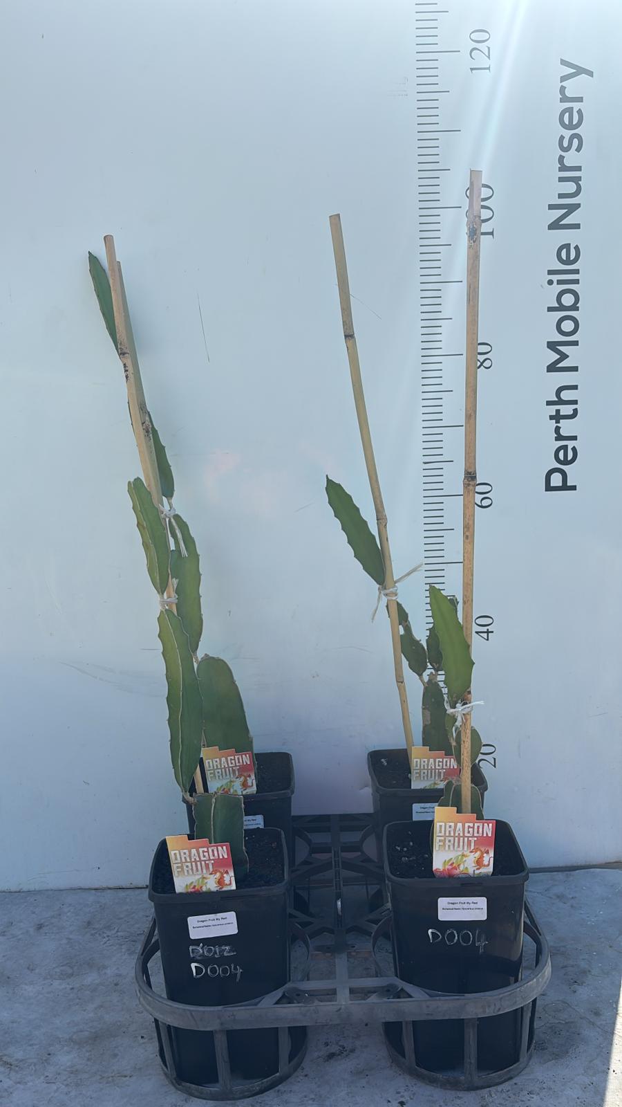 Honolulu Queen Dragon Fruit Pitahaya