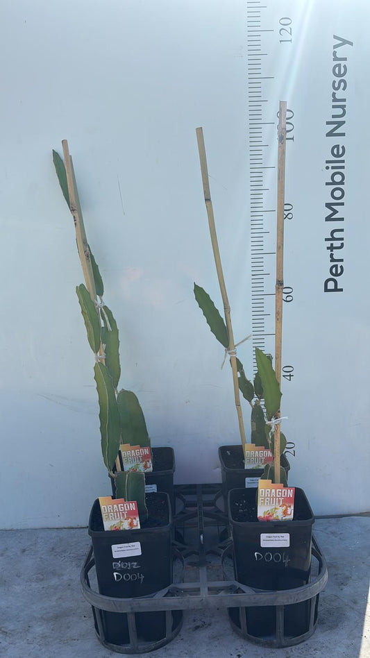 Honolulu Queen Dragon Fruit Pitahaya