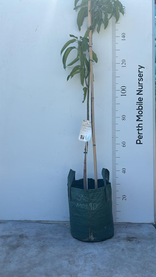 Ono Mango Tree Dwarf