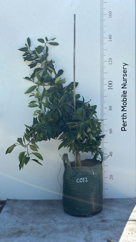 Washington Navel Orange Fruit Tree