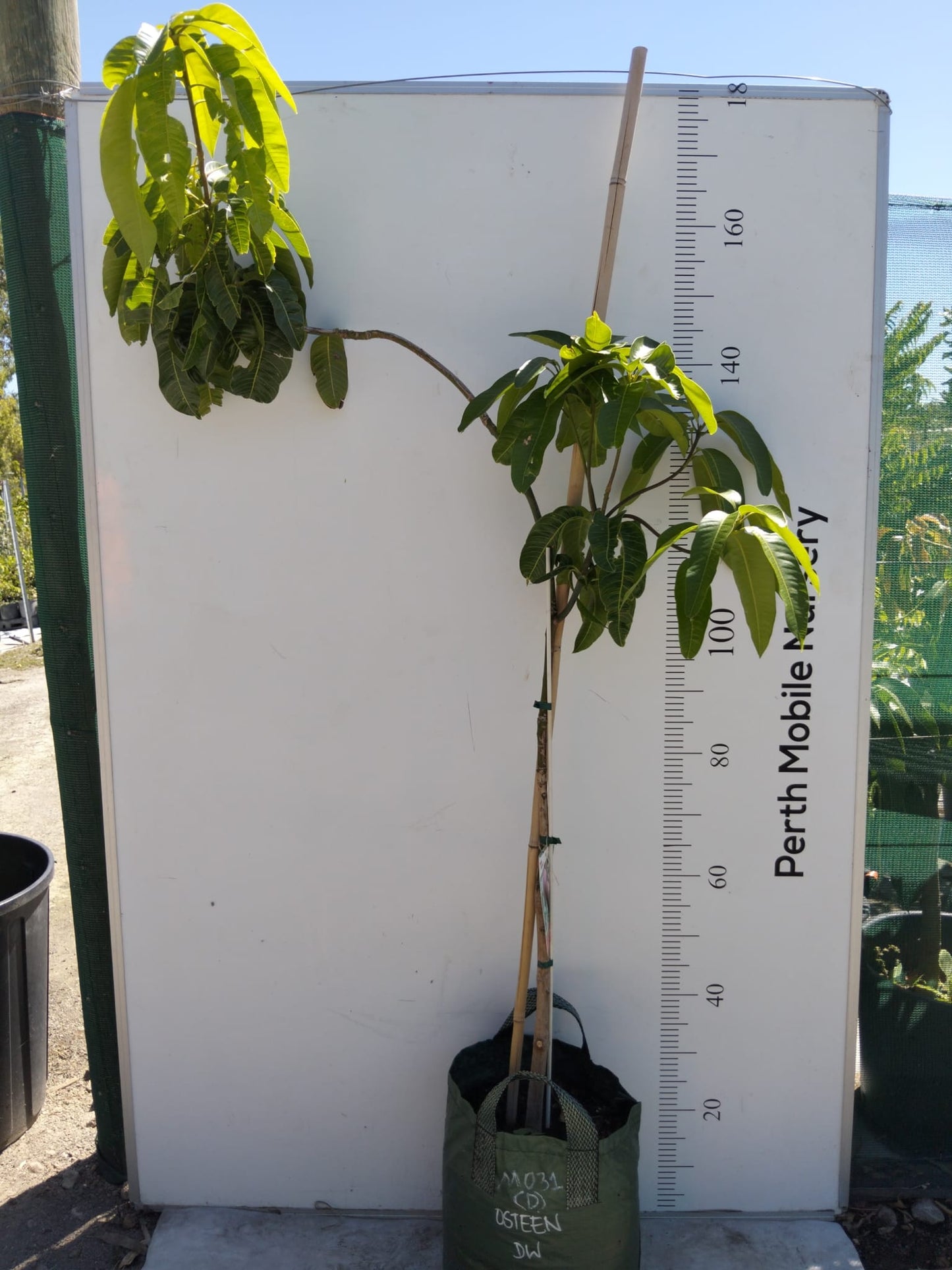 Osteen Mango Tree Dwarf
