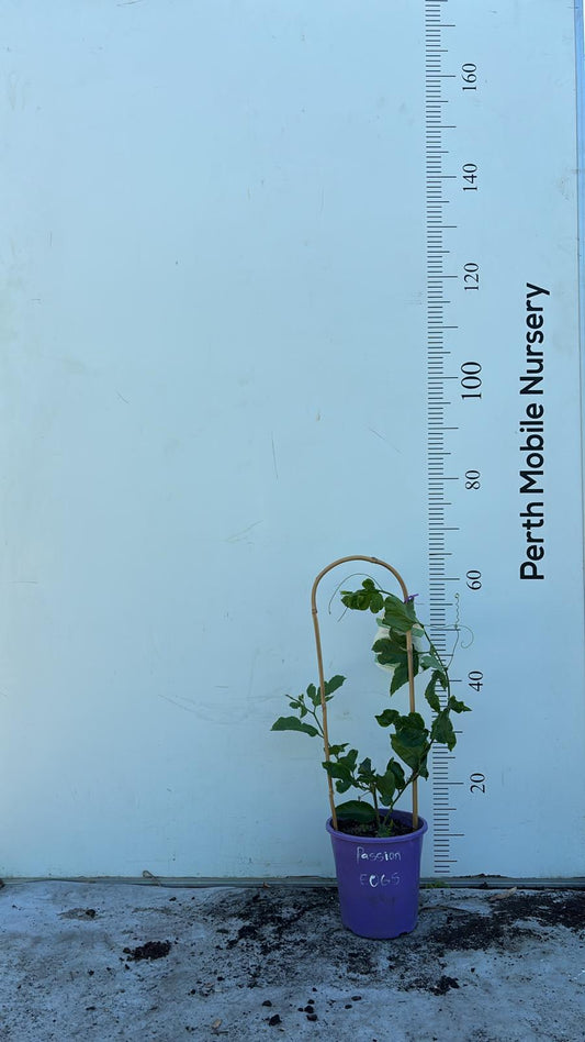 Passionfruit Vine Plant